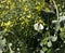 Cabbage Moth on Flowering Broccoli Stalk