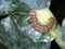 Cabbage moth larva, caterpillar, garden pest.