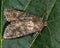 Cabbage moth moth (Mamestra brassicae)