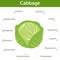 Cabbage nutrient of facts and health benefits, info graphic