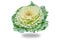 Cabbage Ornamental