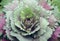 Cabbage Ornamental detail, close up of top view