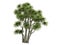 Cabbage_Palm_(Cordyline australis)