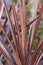 Cabbage palm Red Star