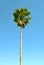 Cabbage palm tree