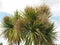 Cabbage palm tree Sabal Palm