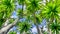 Cabbage palm tree Sabal Palmetto canopy