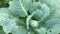 Cabbage patch, camera movement along small heads of green cabbage