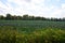 Cabbage Patch wildflower field crop in New York State
