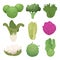 Cabbage pictures. Farm vegetarian ingredients eco diets green food vector illustrations