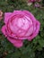 Cabbage pink rose, Old garden rose, Centifolia rose blooming in the garden