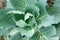 Cabbage plant