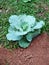 the cabbage plant being planted