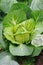 Cabbage Plant Closeup