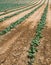 Cabbage plantation