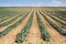 Cabbage plantation