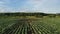 Cabbage plantation in the field. Vegetables grow in a rows