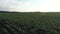 Cabbage plantation in the field. Vegetables grow in a rows