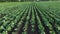 Cabbage plantation in the field. Vegetables grow in a rows