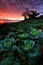 Cabbage plantation at twilight