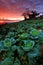 Cabbage plantation at twilight