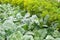 Cabbage plantation and umbrellas of ripe dill