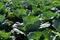 Cabbage planting field at harvesting stage, leafy agriculture