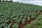 Cabbage planting field at harvesting stage, leafy agriculture