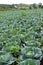 Cabbage planting field at harvesting stage, leafy agriculture