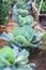 Cabbage Plants in Backyard Victory Garden