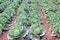 Cabbage Plants in Field