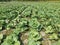 Cabbage plants in the field. Leafy green vegetable