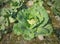 Cabbage plants in the field. Leafy green vegetable