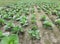 Cabbage plants in the field. Leafy green vegetable