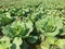 Cabbage plants in the field. Leafy green vegetable
