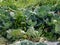 The cabbage plants in the planted field are a bit messy