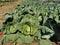 cabbage in production field, intensive production