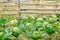 cabbage ripens in the garden