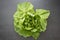 Cabbage round fresh lettuce isolated on dark background with copy space. Salat lettuce. Healthy food