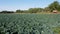 Cabbage, savoy cabbage.Vegetable cultivation in Croatia on the Istrian peninsula, near Pula