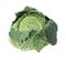 Cabbage savoy head