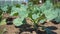 Cabbage seedling growing in the sun, slow motion. Organic cabbage grows on the farm, close up