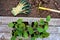 Cabbage seedlings in the paper pots on wooden boards , protective gloves and a little rake on the ground