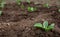 Cabbage seedlings planted. Vegetable garden, agriculture, rural, business