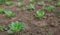 Cabbage seedlings planted. Vegetable garden, agriculture, rural, business