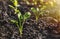 The cabbage seedlings prepared for planting in the ground, on closer inspection, a horizontal frame