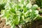 Cabbage seedlings ready for planting in the field. farming, agriculture, vegetables