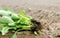 Cabbage seedlings ready for planting in the field. farming, agriculture, vegetables, agroindustry.