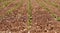 Cabbage seedlings in rows planted into brown soil.