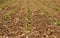 Cabbage seedlings in rows planted into brown soil.